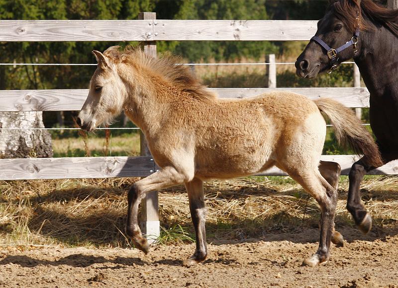 Bjarndis von Heidmoor b.jpg